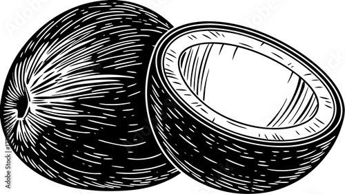 Illustration of two coconuts one whole and one cut in half with black and white lines drawing style on transparent background silhouette
