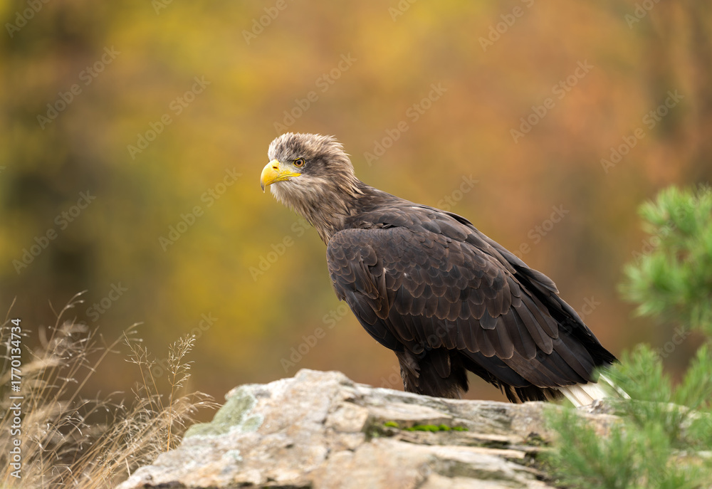 Fototapeta premium White tailed eagle ( Haliaeetus albicilla)