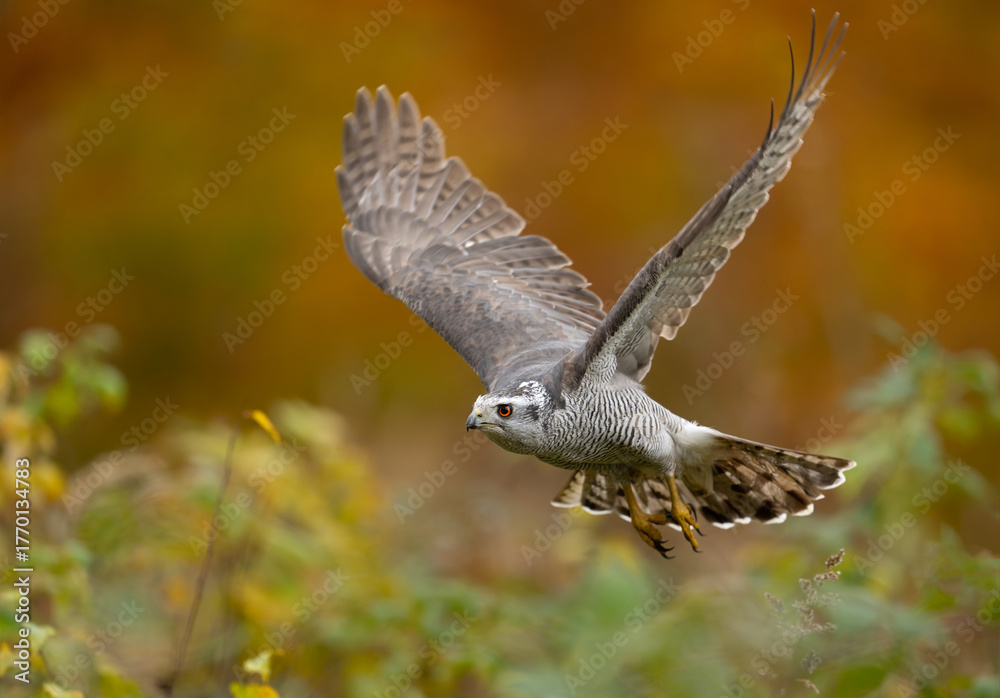 Fototapeta premium Northern goshawk bird ( Accipiter gentilis )