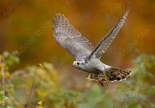 Northern goshawk bird ( Accipiter gentilis )