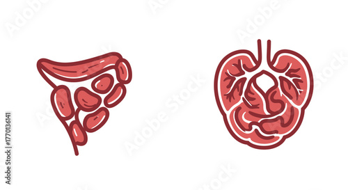 Creative vector illustration depicting human kidney and lymph node on a white background