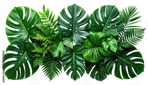 Monstera and ferns, lush greenery, leaves clustered together