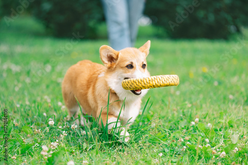 Red dog with yellow puller toy in its mouth is walking on the grass in park