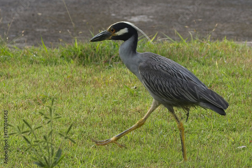 Obraz na plátne Yellow-crowned Night Heron (Nyctanassa violacea) walking on grass, Grenada, West Indies