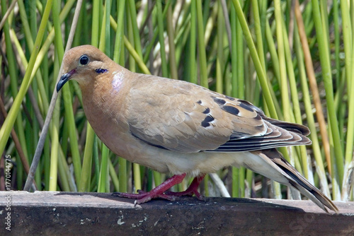 Zenaida Dove (Zenaida aurita) standing close on a wall, Grenada, West Indies.