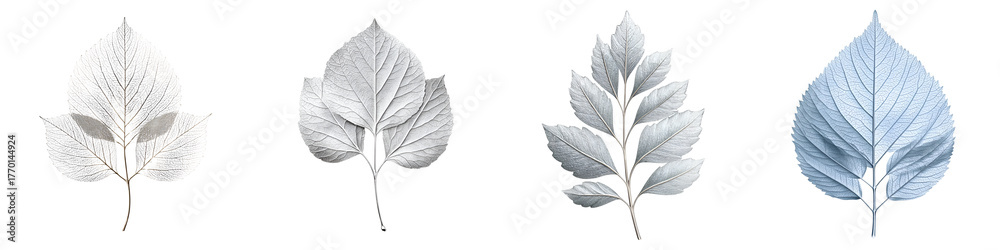Obraz premium Monochrome Leaf Collection: Botanical Illustrations in Shades of Gray and Blue