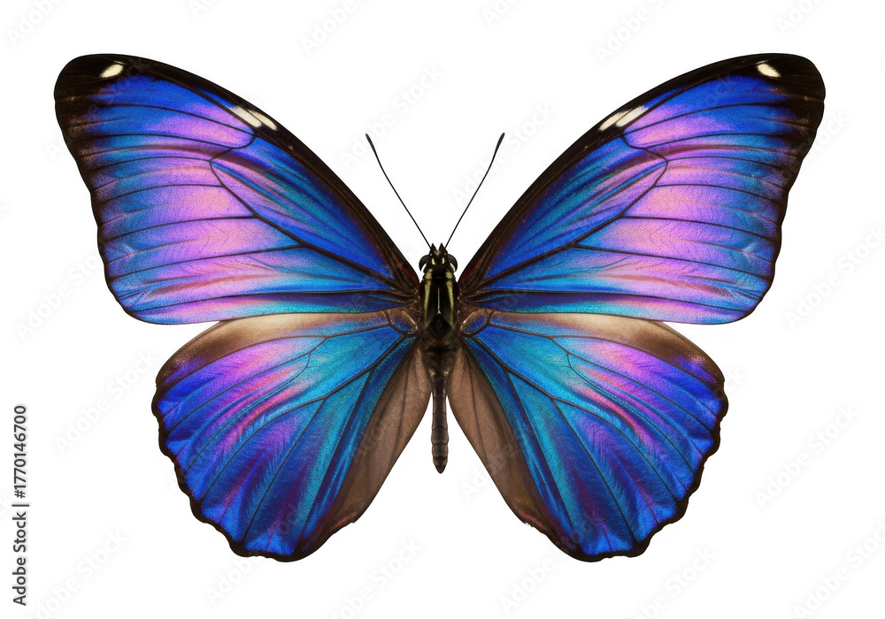 Fototapeta premium Captivating butterfly with iridescent wings, showcasing a mesmerizing blend of blue and purple hues, isolated on transparent background, enchanting