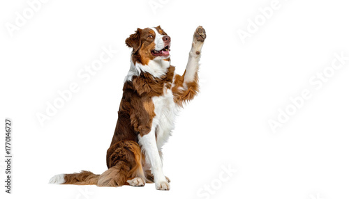 Happy brown & white dog sitting with paw raised up