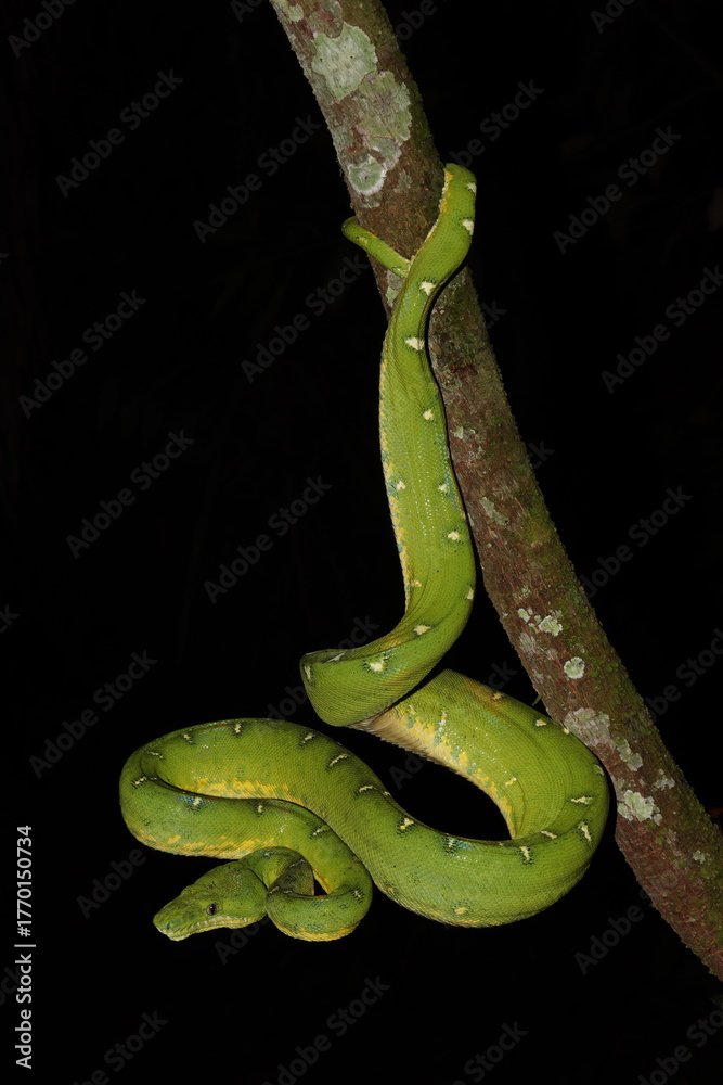 Obraz premium Corallus batesii – Emerald Tree Boa hanging from branch at night, Manu Biosphere Reserve, Peru
