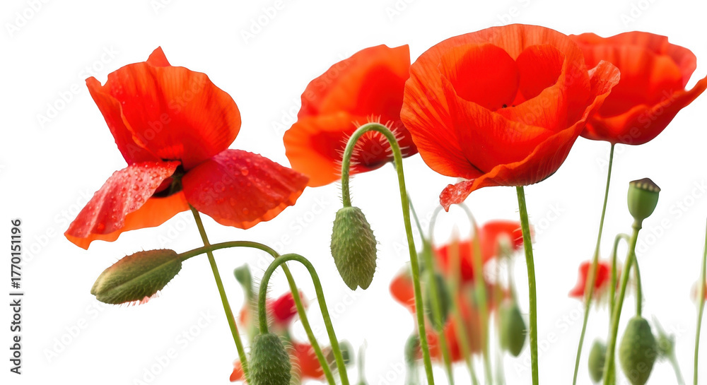 Fototapeta premium Poppy flowers blooming bright red petals delicate stems close up