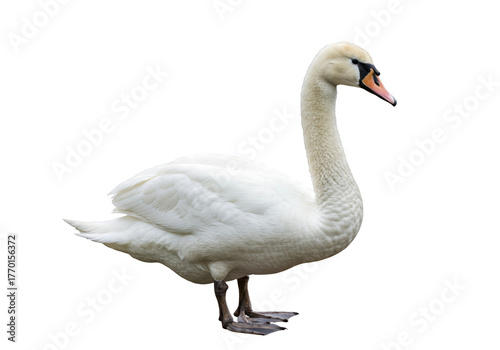 Fototapeta Naklejka Na Ścianę i Meble -  Isolated mute swan standing on its feet, beautiful waterfowl with vibrant bill color