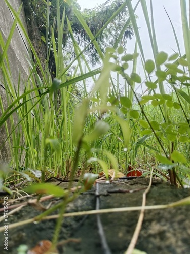 bird in the pond