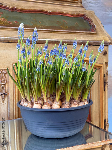 Muscari armeniacum Armenian grape hyacinth blue spring flowers 