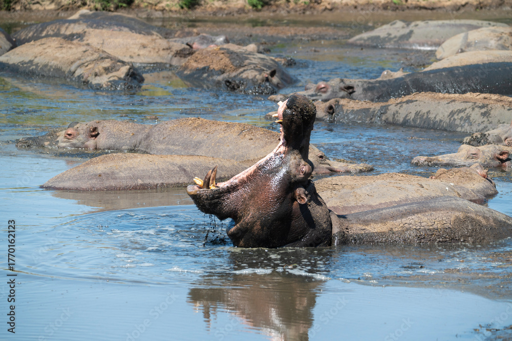 Fototapeta premium yawning hippo in a river