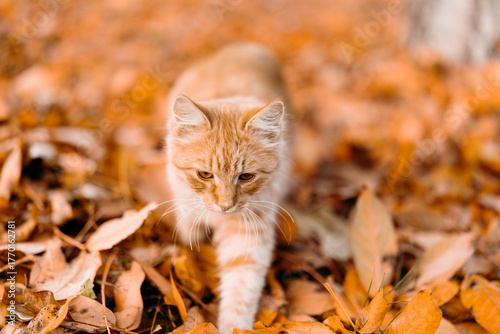 Ginger cat walking through bright autumn leaves outdoors. Cozy seasonal scene with warm colors and shallow depth of field.