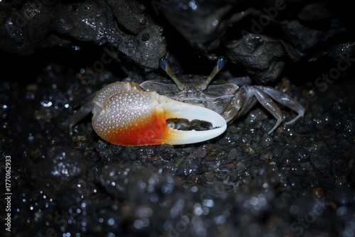 Fiddler crab hiding in the coral