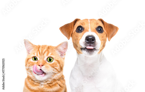 Cute Scottish Straight kitten and Jack Russell Terrier puppy licking together isolated on a white background