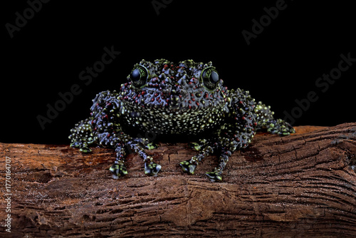 Vietnamese mossy frog on a branch, mossy tree frog isolated on black background, front view frog