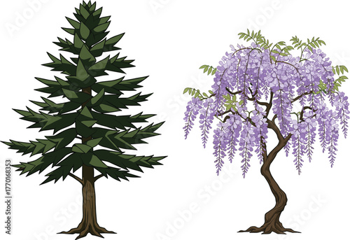 Coniferous pine tree silhouette, flowering wisteria tree illustration, botanical contrast, evergreen foliage, cascading blossoms, nature diversity