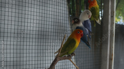 Tableau sur toile lovebird with attractive feather color in a red cage