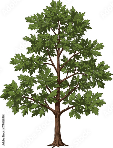 Deciduous oak tree, dense green foliage, botanical illustration, broad lobed leaves, tall trunk structure, nature study, environmental science