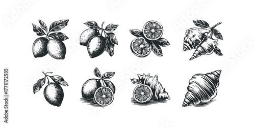 Vintage drawing of lemons and seashells