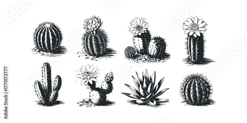 Set of Various Cactus Plant Ink Drawings