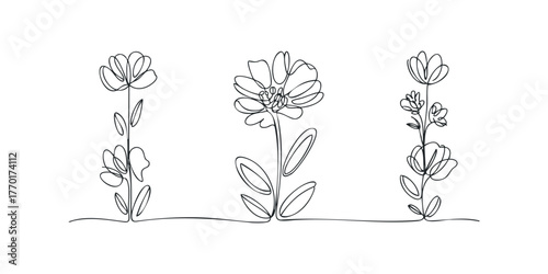 Continuous line drawing of three blooming floral stems