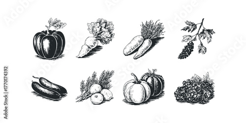 Group of Hand Drawn Harvest Vegetables and Fruit Collection