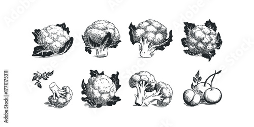 Eight Ink Drawings of Cauliflower and Broccoli Sprigs