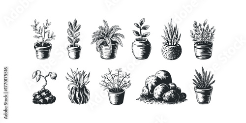Group of potted plants and natural elements collection