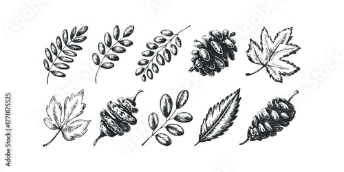 Black and white sketch of assorted autumn leaves and pine cones