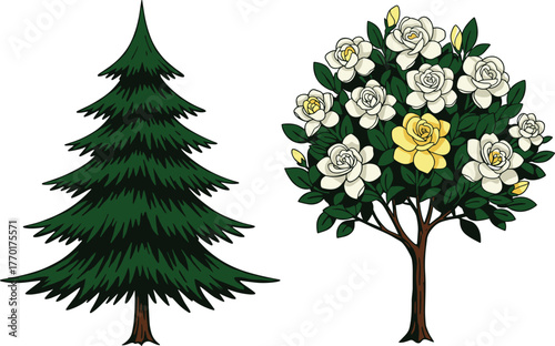 Pine conifer tree, dense green needles, flowering white yellow tree, botanical contrast, evergreen foliage, seasonal bloom, outdoor landscape