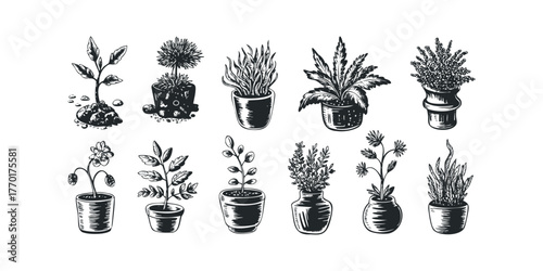 Ten potted plant illustrations with linework