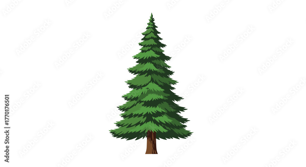 Fototapeta premium A tall green evergreen pine tree, featuring lush branches and a pointed top, stands upright and isolated against a clean white background.