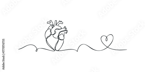 Single line drawing of a human heart connected to a heart shape