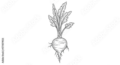 Detailed monochrome artistic rendering of a garden turnip, complete with its characteristic bulbous root and foliage.