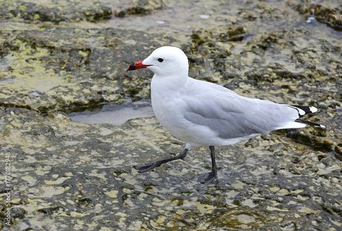 Son Bou, Alaior region, Menorca, Balearic Islands, Spain, Europe : Audouin's gull (Ichthyaetus audouinii) rare gull restricted to Mediterranean, characteristic black ring on red bill, AEWA protection