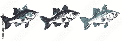 Set of three stylized bass fish illustrations with detailed fins and scales in minimalist flat vector style for fishing or nature designs