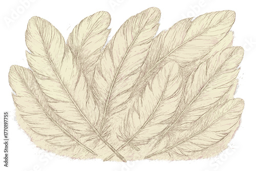 Light rough vector overlapping lines shading shafts feathery elegance loose illustration along