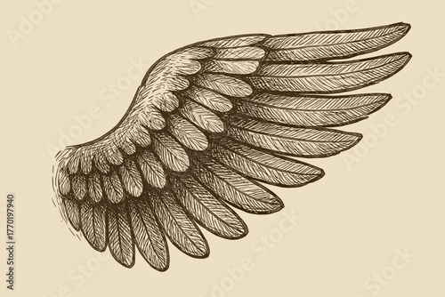 Overlapping layered form wing vector lines shading feathered sketch illustration feathers