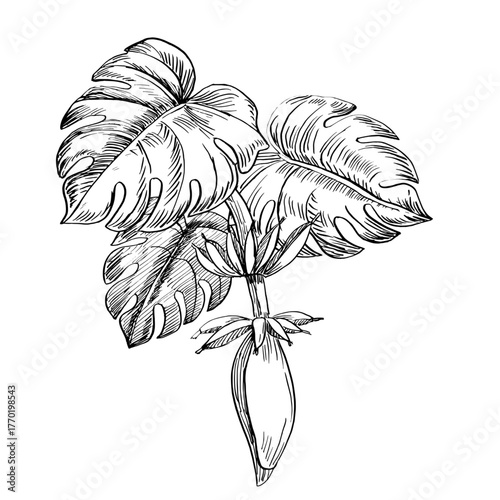 A bouquet of palm leaves and banana fruits. Vector illustration in a realistic plant style for interior design, wallpaper, posters, apparel, and packaging.