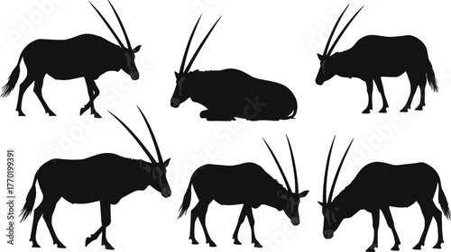 Silhouette, antelope, gemsbok, oryx, wildlife, grazing, standing, walking, lying, horns, long, curved, nature, mammal, herd, safari, fauna, vector, isolated, illustration