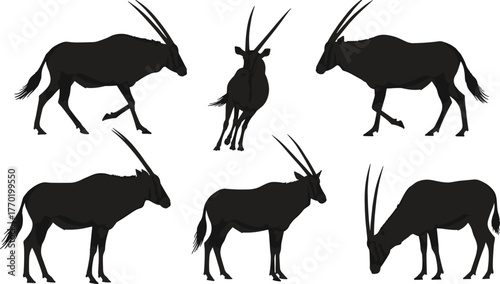 Silhouette, antelope, gemsbok, oryx, wildlife, standing, walking, grazing, horns, long, straight, nature, mammal, herd, safari, fauna, vector, isolated, anatomy, illustration