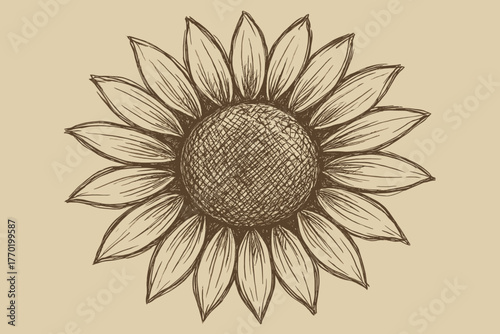 Center sketch illustration crosshatching vector bold strokes edges petal sunflower radiating wide