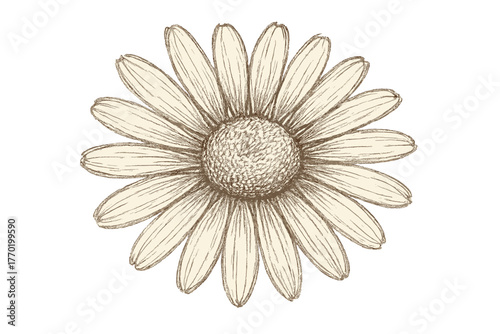 Sketch arrangement vector petals quick rough texture illustration daisy art lines circular