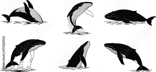Whale silhouettes breaching, marine animals vector, ocean wildlife illustration, aquatic mammals design, sea life clipart, underwater nature graphic art collection