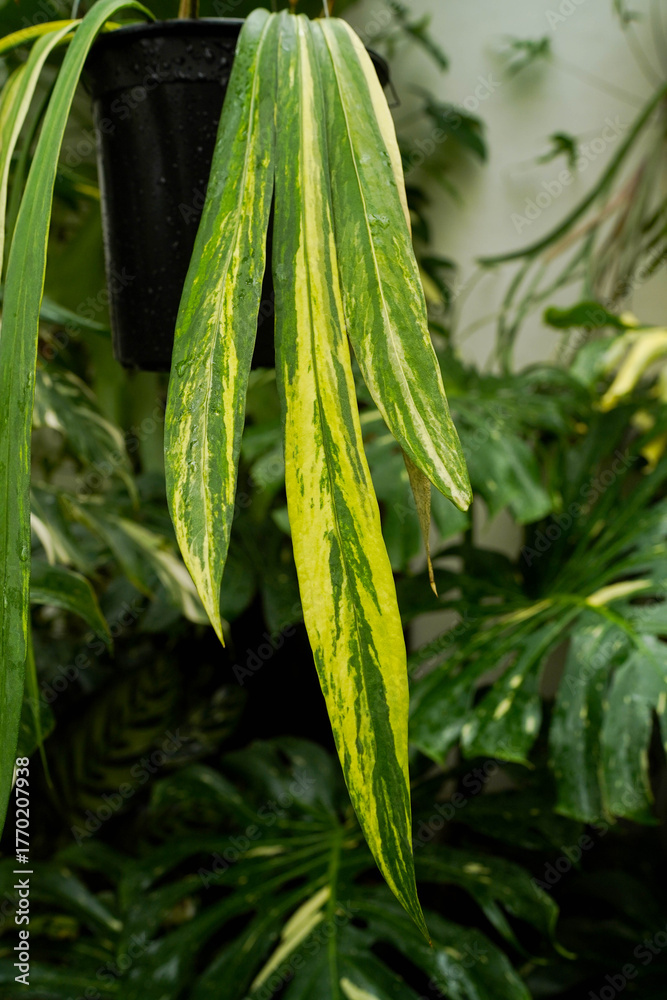 Obraz premium close up of variegated plants, tropical garden, Anthurium vittariifolium variegated hanging, indoor plants 