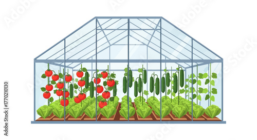 Modern glass greenhouse with a lush garden of fresh organic vegetables including tomatoes and cucumbers. Vector illustration for farming