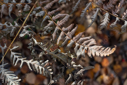 A dried fern branch with brown leaves in an autumn forest. Close-up. Macro. Background.